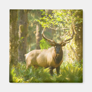 Roosevelt Elk Olympic National Park, Washington Magnet