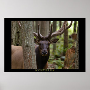 Roosevelt Elk Poster