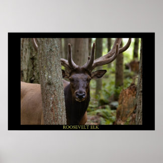 Roosevelt Elk Poster