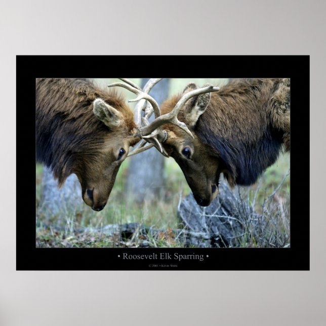 Roosevelt Elk Sparring Poster (Front)