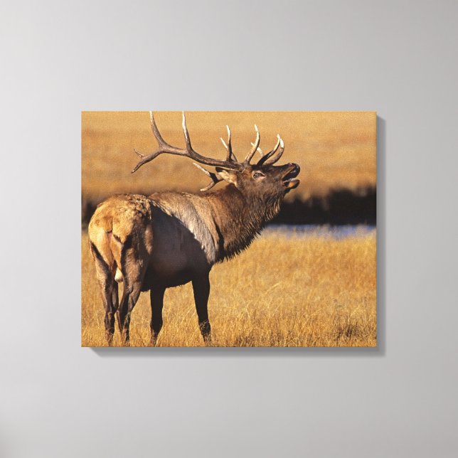 Roosevelt Eull Elk Wyoming Canvas Print (Front)