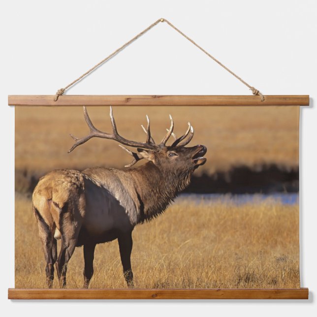 Roosevelt Eull Elk Wyoming Hanging Tapestry (Front)