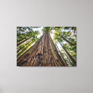 Roosevelt Grove Canvas Print