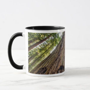 Roosevelt Grove Mug