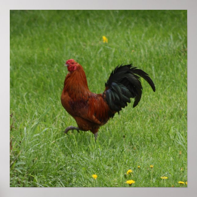 Rooster 1 - poster (Front)