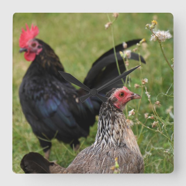 Rooster and Hen Square Wall Clock (Front)