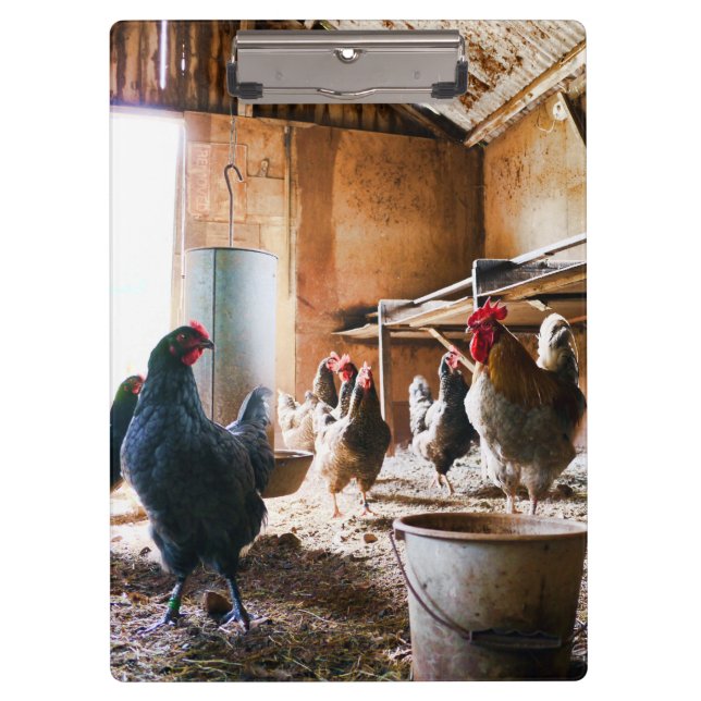 Rooster and Hens inside of Barn Clipboard (Front)
