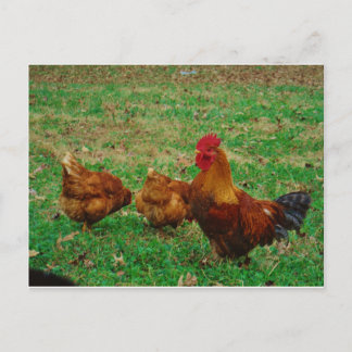 Rooster  and his Chickens Postcard