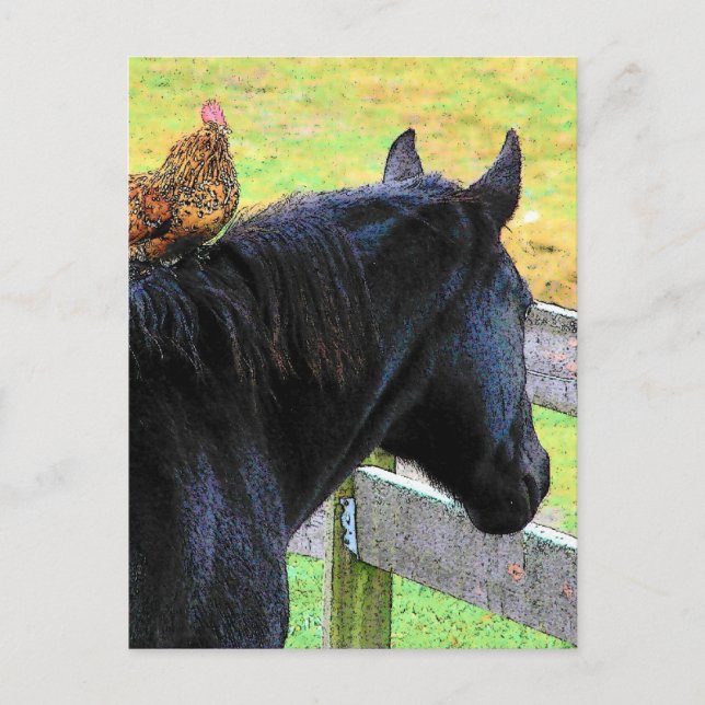 Rooster And Mare Postcard (Front)