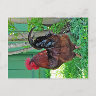 Rooster at Texas 290 Diner, Johnson City, TX Postcard