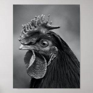 Rooster Black and White Poster