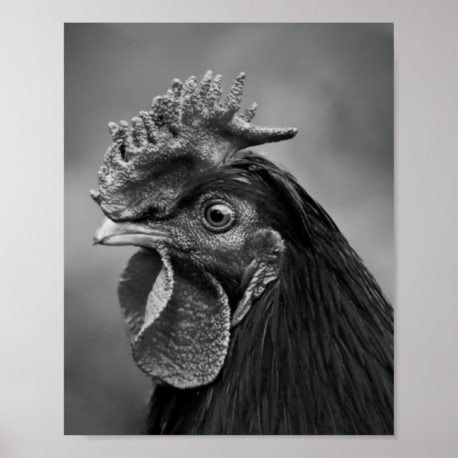 Rooster Black and White Poster (Front)