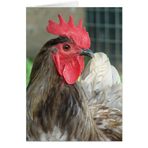 Rooster Blue Orpington