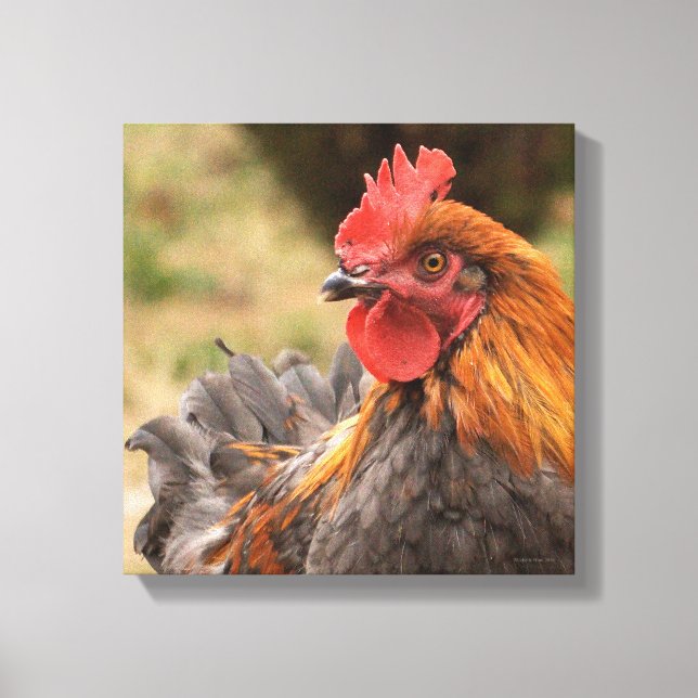 Rooster Canvas Print (Front)