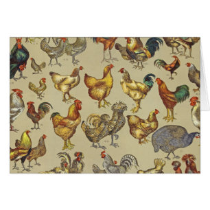 Rooster Chicken Farm Country Animal