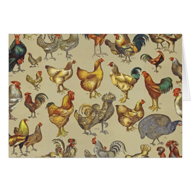 Rooster Chicken Farm Country Animal (Front Horizontal)