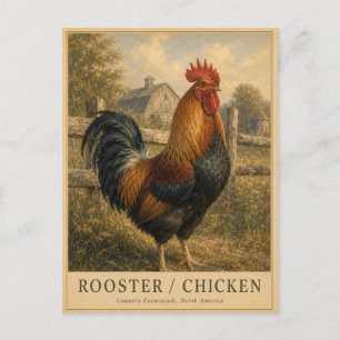 Rooster Chicken Farmstead VINTAGE Postcard