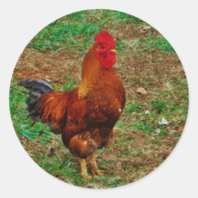 Rooster Classic Round Sticker (Front)