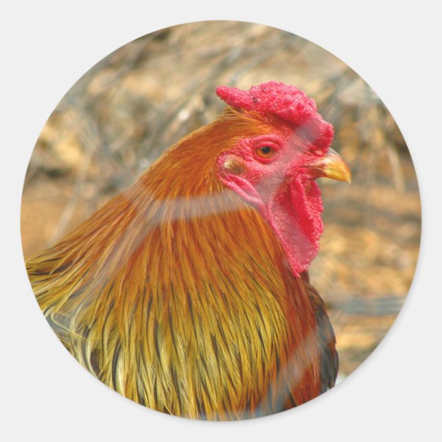 Rooster Classic Round Sticker (Front)