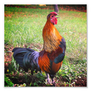 Rooster Crowing Farm Animal 8x8 Photo Print