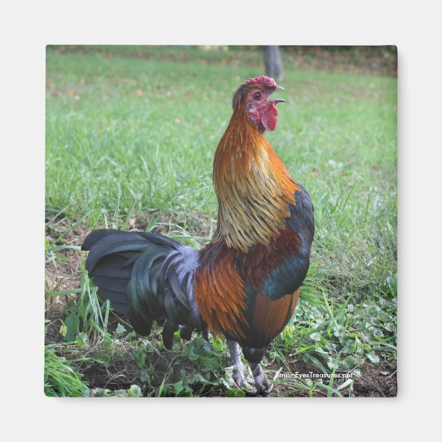 Rooster Crowing Nature Photo Magnet (Front)