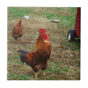 Rooster Crowing Tile