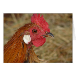 Rooster de Phoenix