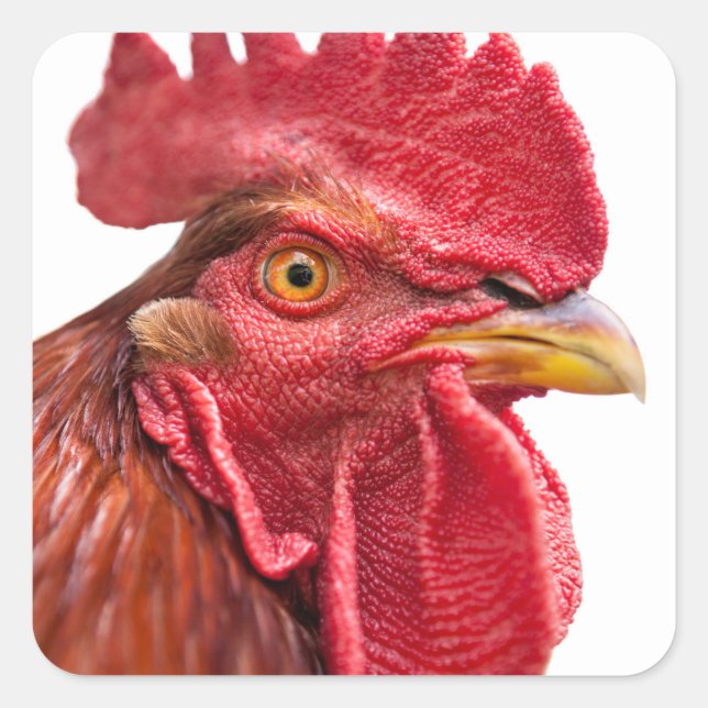 Rooster Face Square Sticker (Front)