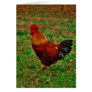 Rooster Facing Left