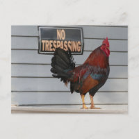Rooster Guarding a Key West Porch Poster