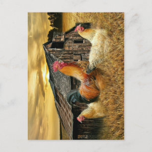 Rooster Hens Rustic Barn Coop Postcard