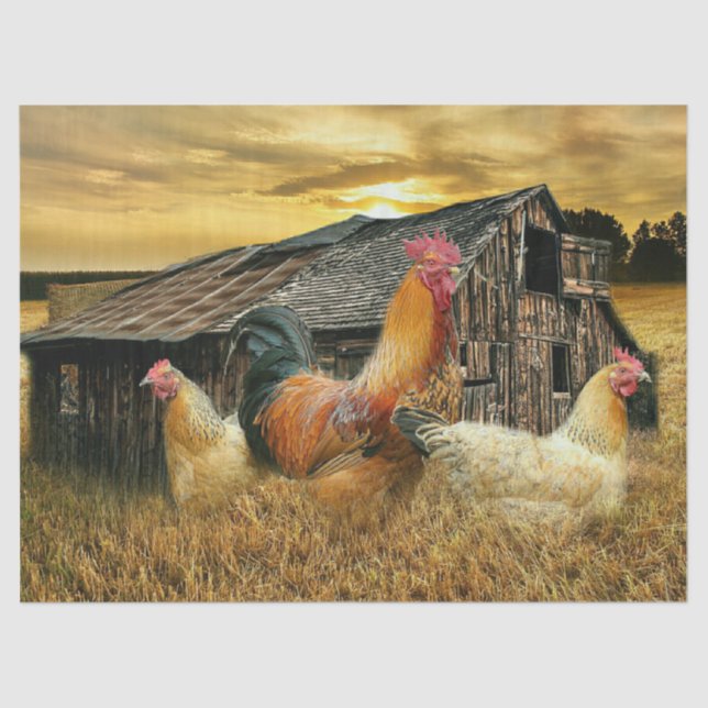 Rooster Hens Rustic Barn Coop Tissue Paper (Front)