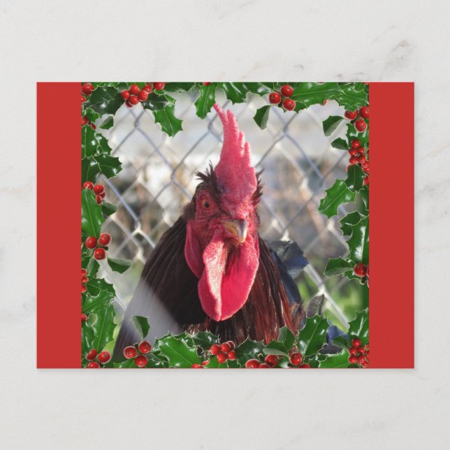 Rooster Holly Christmas Postcard (Front)