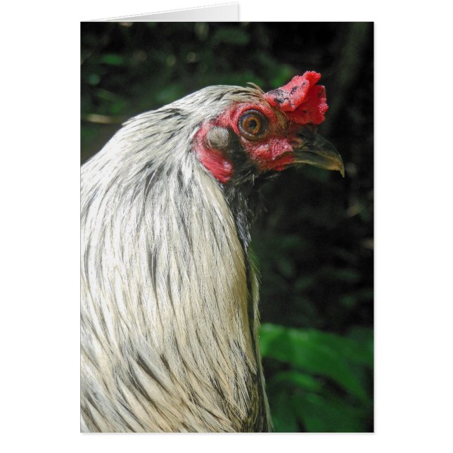 Rooster in the Hawaiian Jungle (Front)