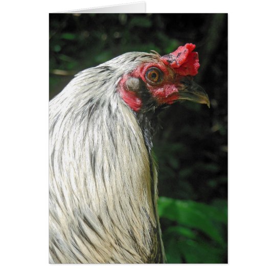 Rooster in the Hawaiian Jungle Card