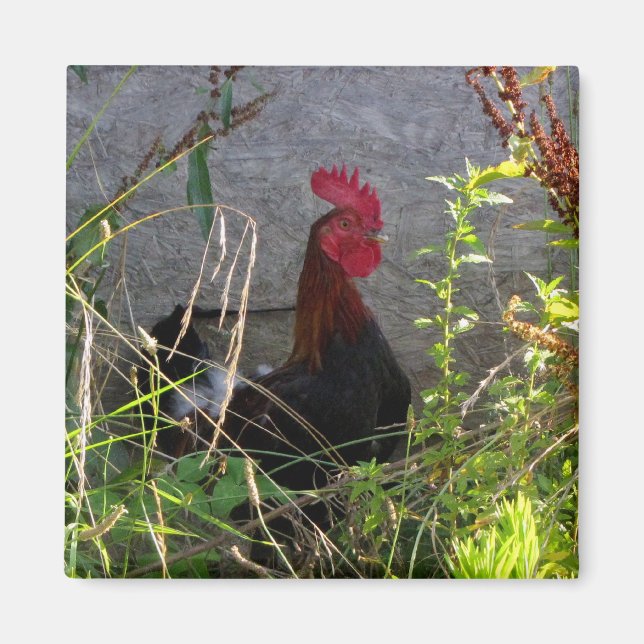 Rooster  Magnet (Front)