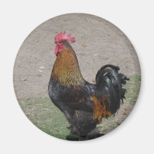 rooster magnet