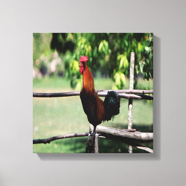 Rooster Morning Canvas Print (Front)
