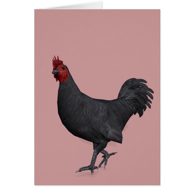 Rooster noir (Devant)
