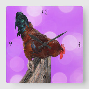 Rooster Nosy Parker, Pink Square Wall Clock. Clock