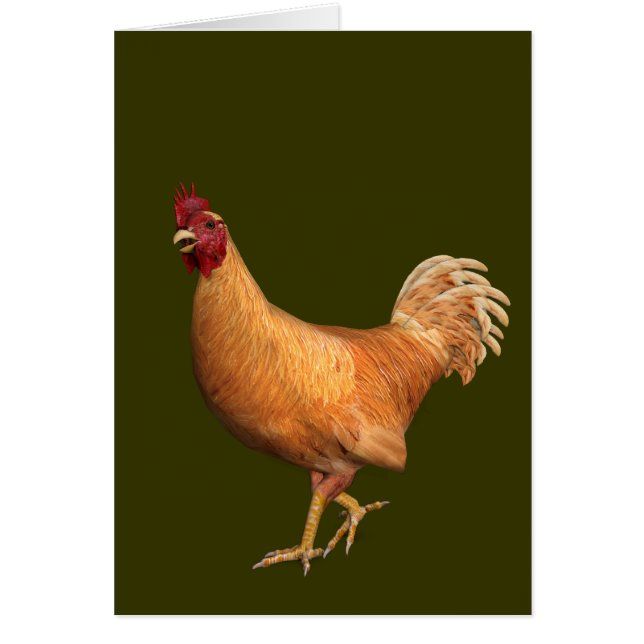 Rooster orange coloré (Devant)