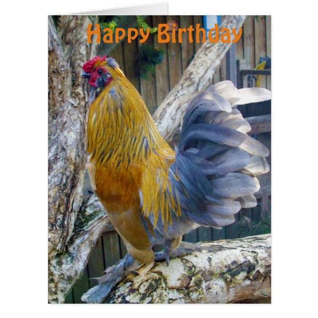 Rooster Orange Fluffy, Carte Jumbo Anniversaire (Devant)