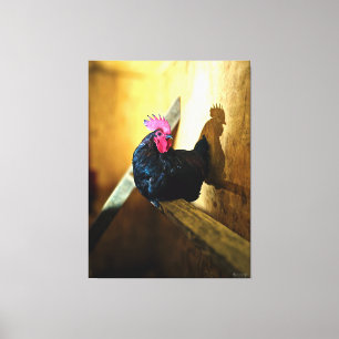 Rooster Perched in Barn Canvas Print
