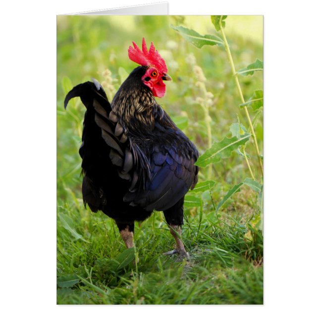 Rooster Portrait (Devant)