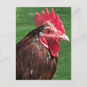 Rooster Postcard