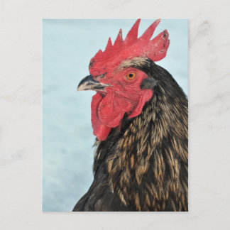 Rooster Postcard