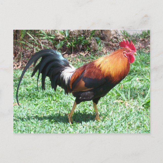 Rooster Postcard (Front)