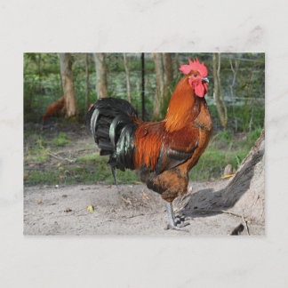Rooster Postcard