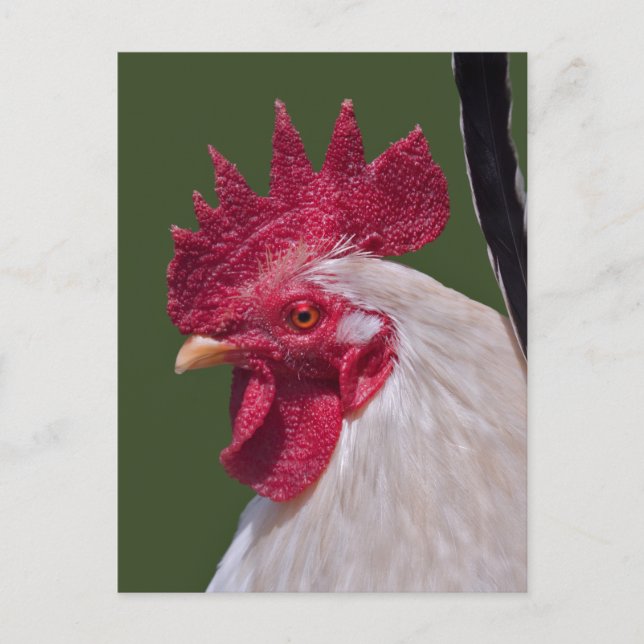 Rooster Postcard (Front)