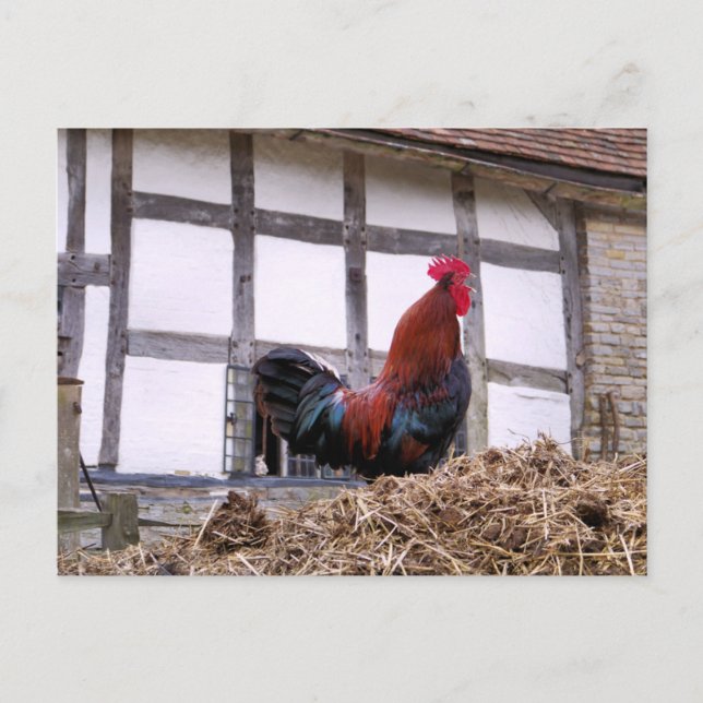 ROOSTER POSTCARD (Front)